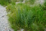 gal/diverses/Naturschutzverein/2018/Gillhof_05062018/_thb_DSC02942.JPG