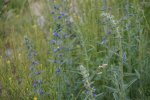 gal/diverses/Naturschutzverein/2018/Gillhof_05062018/_thb_DSC02943.JPG