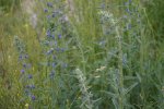 gal/diverses/Naturschutzverein/2018/Gillhof_05062018/_thb_DSC02944.JPG