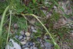 gal/diverses/Naturschutzverein/2018/Gillhof_05062018/_thb_DSC02945.JPG