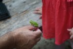 gal/diverses/Naturschutzverein/2018/Gillhof_05062018/_thb_DSC02952.JPG
