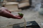 gal/diverses/Naturschutzverein/2018/Gillhof_05062018/_thb_DSC02957.JPG