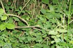 gal/diverses/Naturschutzverein/2018/Gillhof_05062018/_thb_DSC02965.JPG