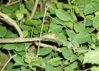 gal/diverses/Naturschutzverein/2018/Gillhof_05062018/_thb_DSC02965_cr.jpg