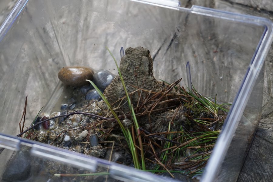 gal/diverses/Naturschutzverein/2019/Gillhof_04062019/DSC05530.JPG