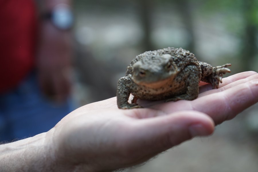 gal/diverses/Naturschutzverein/2019/Gillhof_04062019/DSC05533.JPG