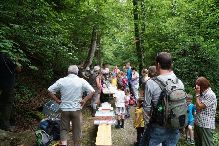 gal/diverses/Naturschutzverein/2019/Holenstein15062019/DSC05647.JPG
