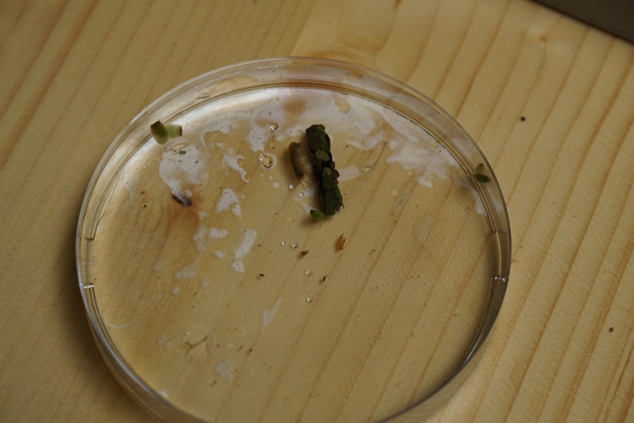 gal/diverses/Naturschutzverein/2019/Holenstein15062019/DSC05659.JPG