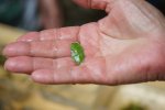 gal/diverses/Naturschutzverein/2019/Holenstein15062019/_thb_DSC05652.JPG