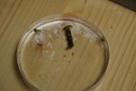 gal/diverses/Naturschutzverein/2019/Holenstein15062019/_thb_DSC05658.JPG
