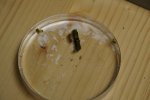 gal/diverses/Naturschutzverein/2019/Holenstein15062019/_thb_DSC05659.JPG
