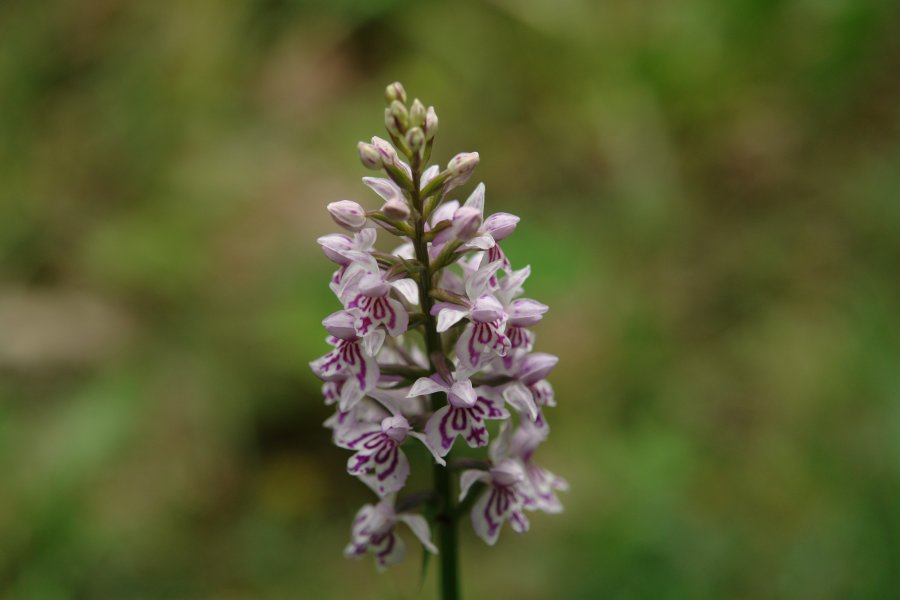gal/diverses/Orchideen/2014/DSC01481.JPG