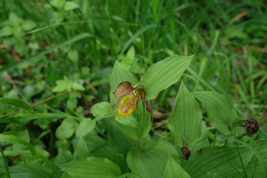 gal/diverses/Orchideen/2014/DSC01483.JPG