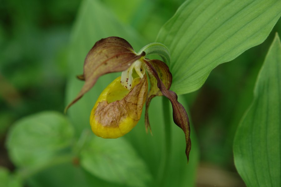 gal/diverses/Orchideen/2014/DSC01484.JPG