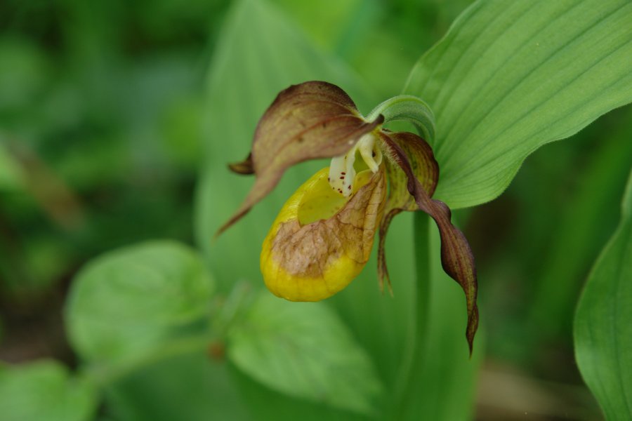 gal/diverses/Orchideen/2014/DSC01485.JPG