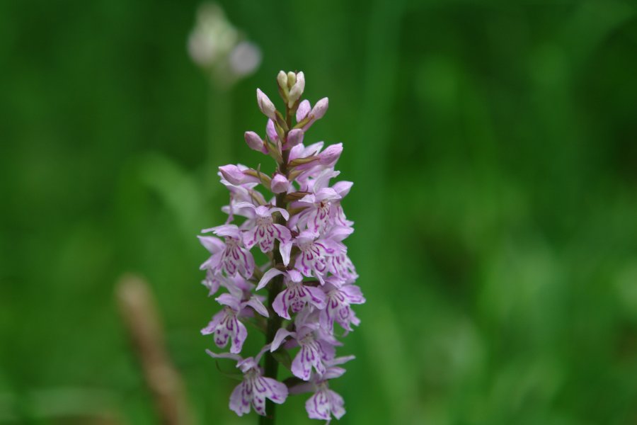 gal/diverses/Orchideen/2014/DSC01490.JPG