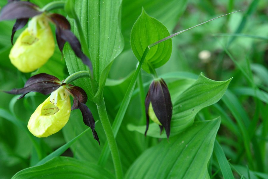 gal/diverses/Orchideen/2015/DSC03512.JPG