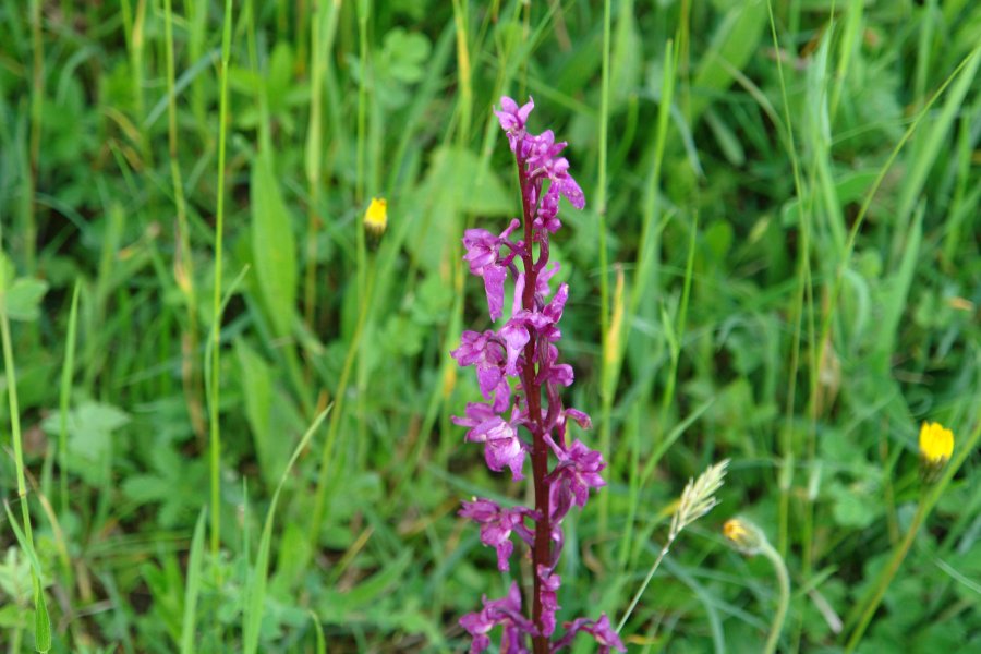 gal/diverses/Orchideen/2015/DSC03520.JPG