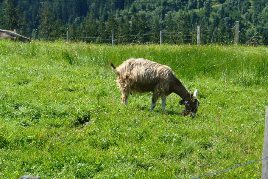 gal/diverses/Sattelegg08/DSC02025.JPG