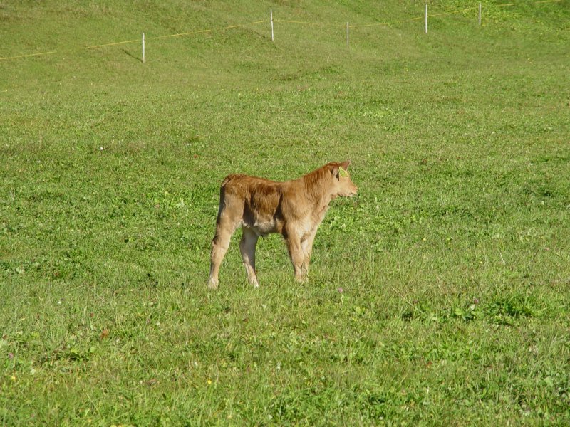 gal/diverses/herbstferien07/DSC04691.JPG