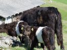 gal/diverses/herbstferien07/_thb_DSC04599.JPG