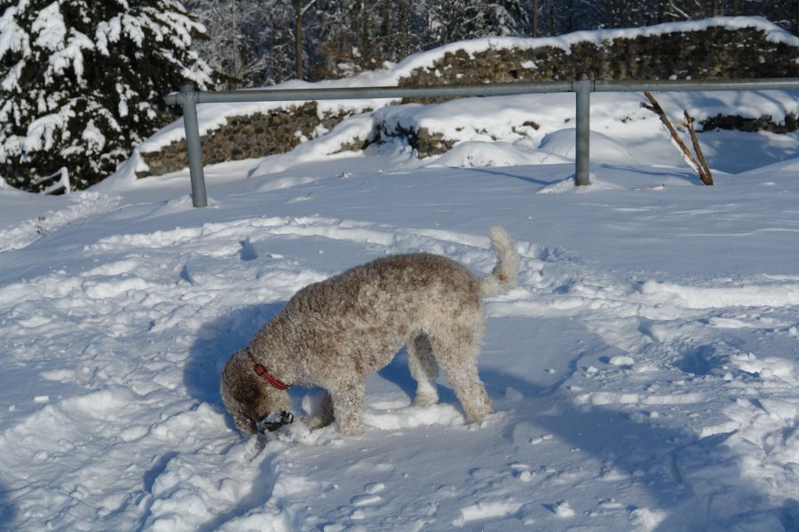 gal/diverses/neutoggenburg20122009/DSC00023.JPG