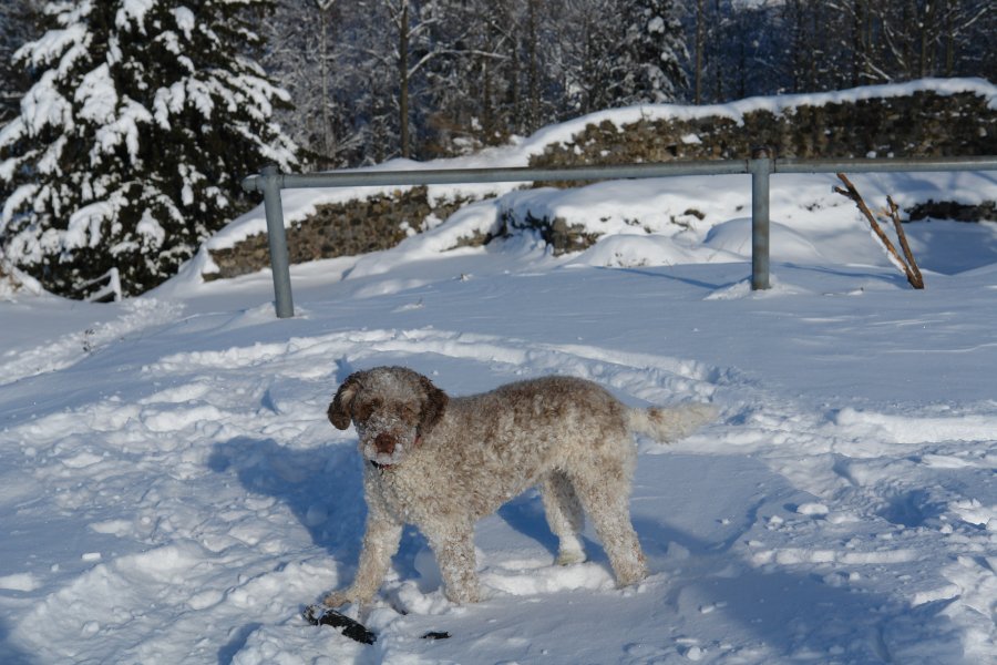 gal/diverses/neutoggenburg20122009/DSC00024.JPG