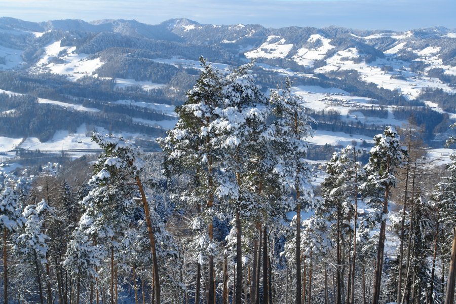 gal/diverses/neutoggenburg20122009/DSC00041.JPG