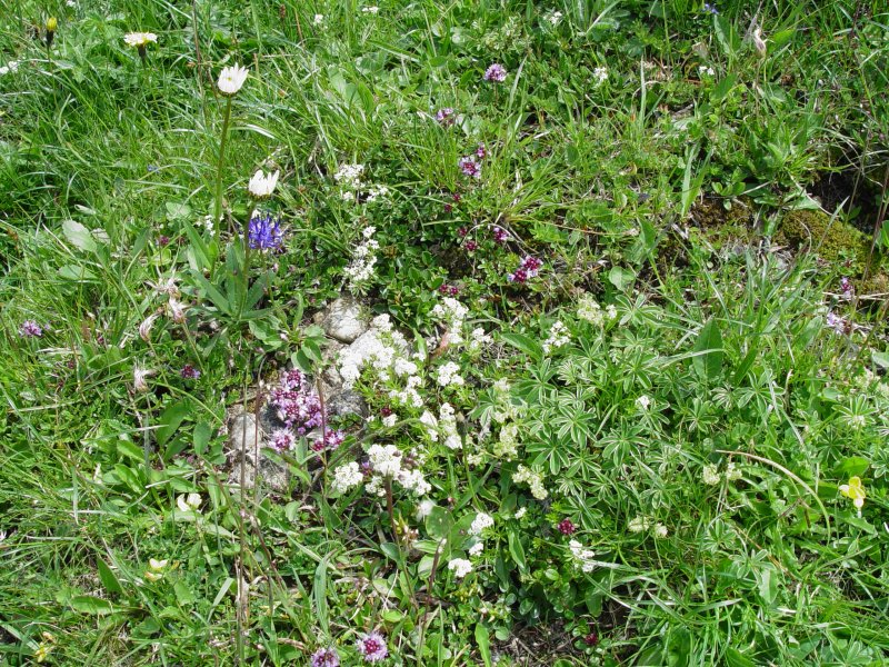 gal/diverses/steintal_rietbach/DSC03098.JPG