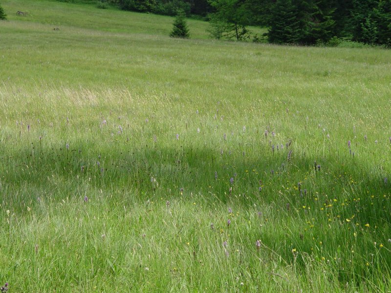 gal/diverses/steintal_rietbach/DSC03102.JPG