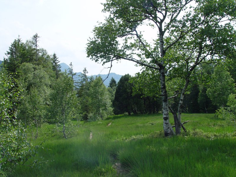 gal/diverses/steintal_rietbach/DSC03103.JPG