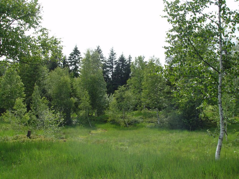 gal/diverses/steintal_rietbach/DSC03104.JPG