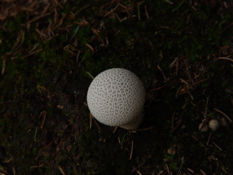 gal/diverses/steintal_rietbach/DSC03110.JPG