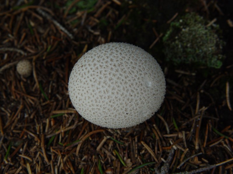 gal/diverses/steintal_rietbach/DSC03111.JPG
