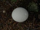 gal/diverses/steintal_rietbach/_thb_DSC03111.JPG