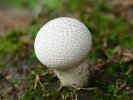 gal/diverses/steintal_rietbach/_thb_DSC03112.JPG
