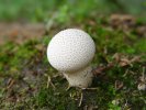 gal/diverses/steintal_rietbach/_thb_DSC03113.JPG
