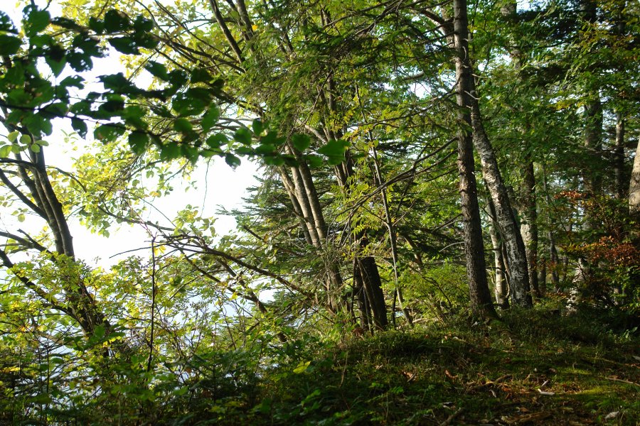 gal/diverses/wilket28092008/DSC02762.JPG