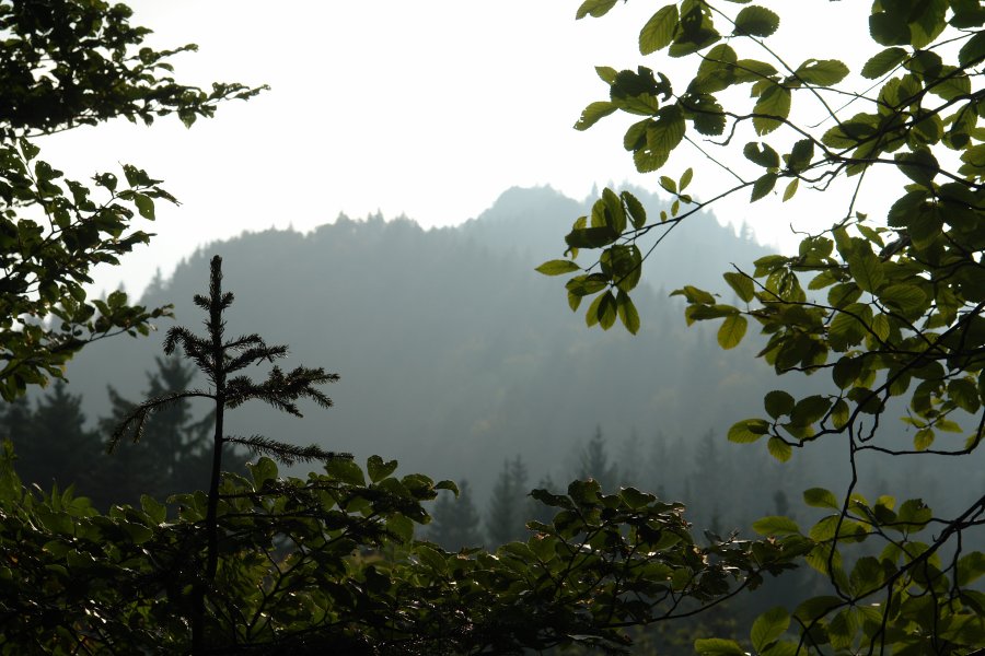 gal/diverses/wilket28092008/DSC02764.JPG
