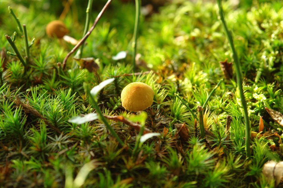 gal/diverses/wilket28092008/DSC02768.JPG