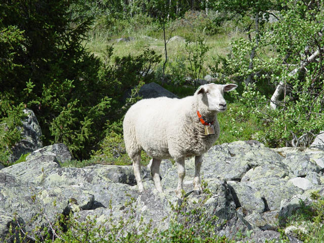 northtour454