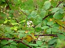 DSC05771.jpg