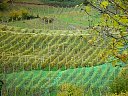 DSC05774.jpg