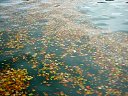 DSC05787.jpg